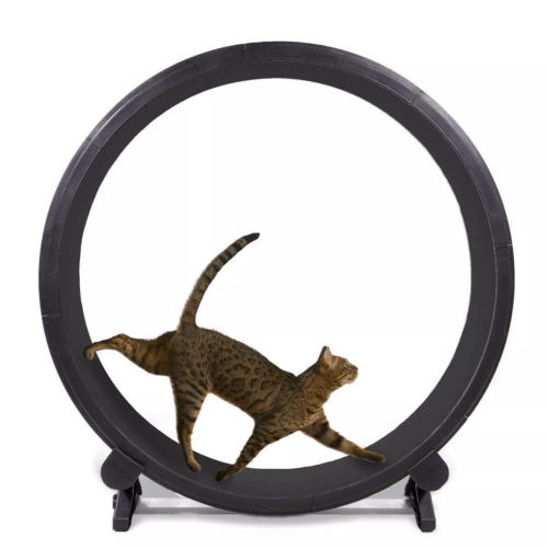 One Fast Cat Exercise Wheel 48" Cat treadmill Running Wheel